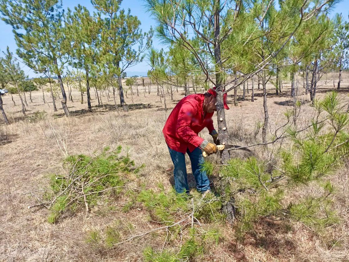 AmbienteEdomex's tweet photo. Dar mantenimiento a las reforestaciones de años anteriores en #ANP, es una tarea que realizan los guardaparques de la #CGCE de la #SMAGEM, con ello se garantiza la sobrevivencia de los árboles y la generación de servicios ambientales.
#ParqueEstatalSierraDeTepotzotlán. https://t.co/2ReEvz8BH1
