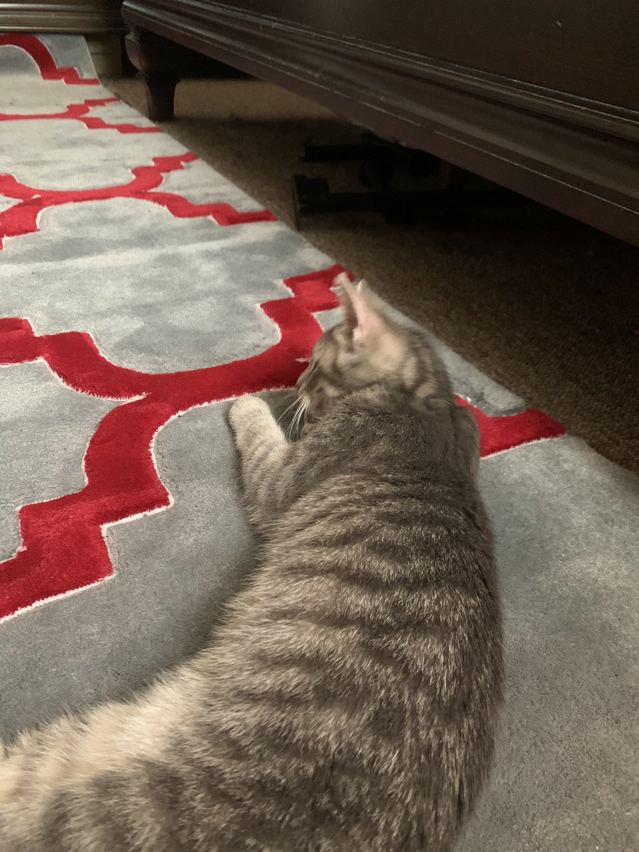redhhana's tweet photo. @CinemaExec @kleptokuntress @Sabrina45X Please critique my cat too omgg https://t.co/Fp4ayjM0CX