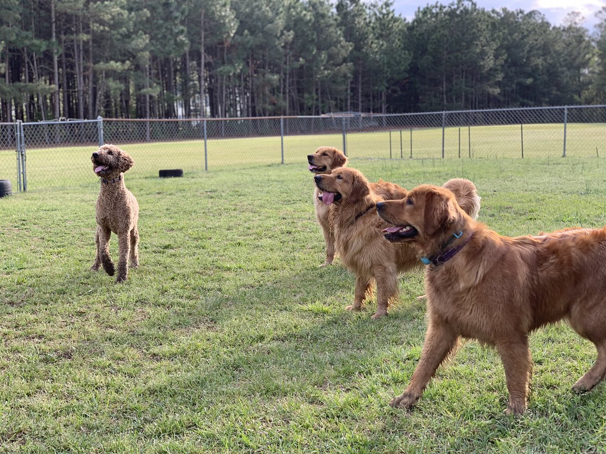EduKandyDandy's tweet photo. Friday evening fun! #WillowsRun #goldenretriever #PositiveVibesOnly https://t.co/stsK5Fv6wl