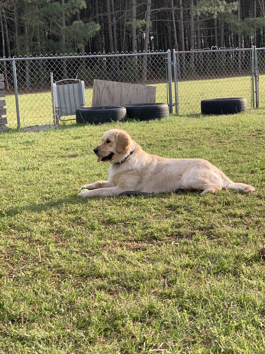 EduKandyDandy's tweet photo. Friday evening fun! #WillowsRun #goldenretriever #PositiveVibesOnly https://t.co/stsK5Fv6wl