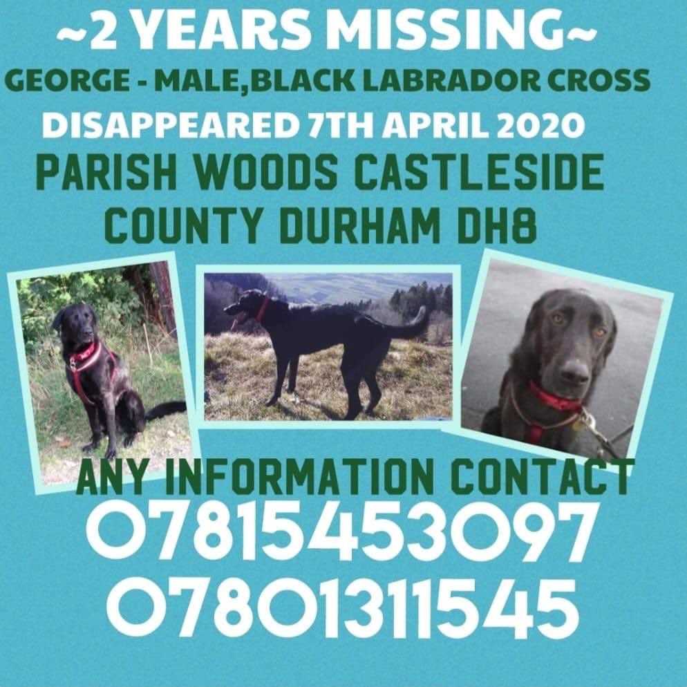 rosiedoc666's tweet photo. WHERE ARE YOU GEORGE?
2 years missing 7/4/20
#ParishWoods #Castleside #CountyDurham #DH8
Male black #Labrador x DISAPPEARED
came off lead when chasing a deer 🦌
TAGGED CHIPPED NEUTERED
potential sightings from NORTHUMBERLAND-TEESIDE in the 2 years
https://t.co/CvLbdrNM35 https://t.co/Cv4M2nNVyP