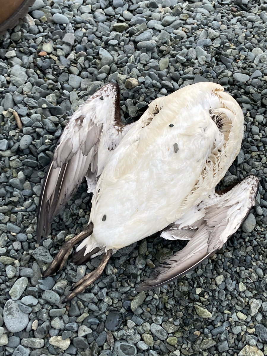 NLWildlife's tweet photo. Numbers of dead or dying murres/turrs on or just off from the beaches in #Beachside and #LittleBay this evening. Birds extremely skinny. #Springdale #Newfoundland #Labrador #nlwildlife @DFO_NL @BillMontevecchi #murres https://t.co/gGmfQZv3jf