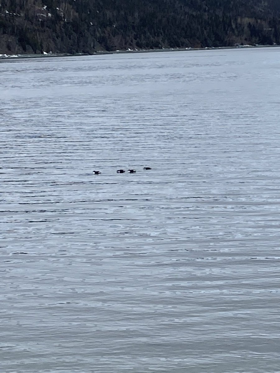 NLWildlife's tweet photo. Numbers of dead or dying murres/turrs on or just off from the beaches in #Beachside and #LittleBay this evening. Birds extremely skinny. #Springdale #Newfoundland #Labrador #nlwildlife @DFO_NL @BillMontevecchi #murres https://t.co/gGmfQZv3jf