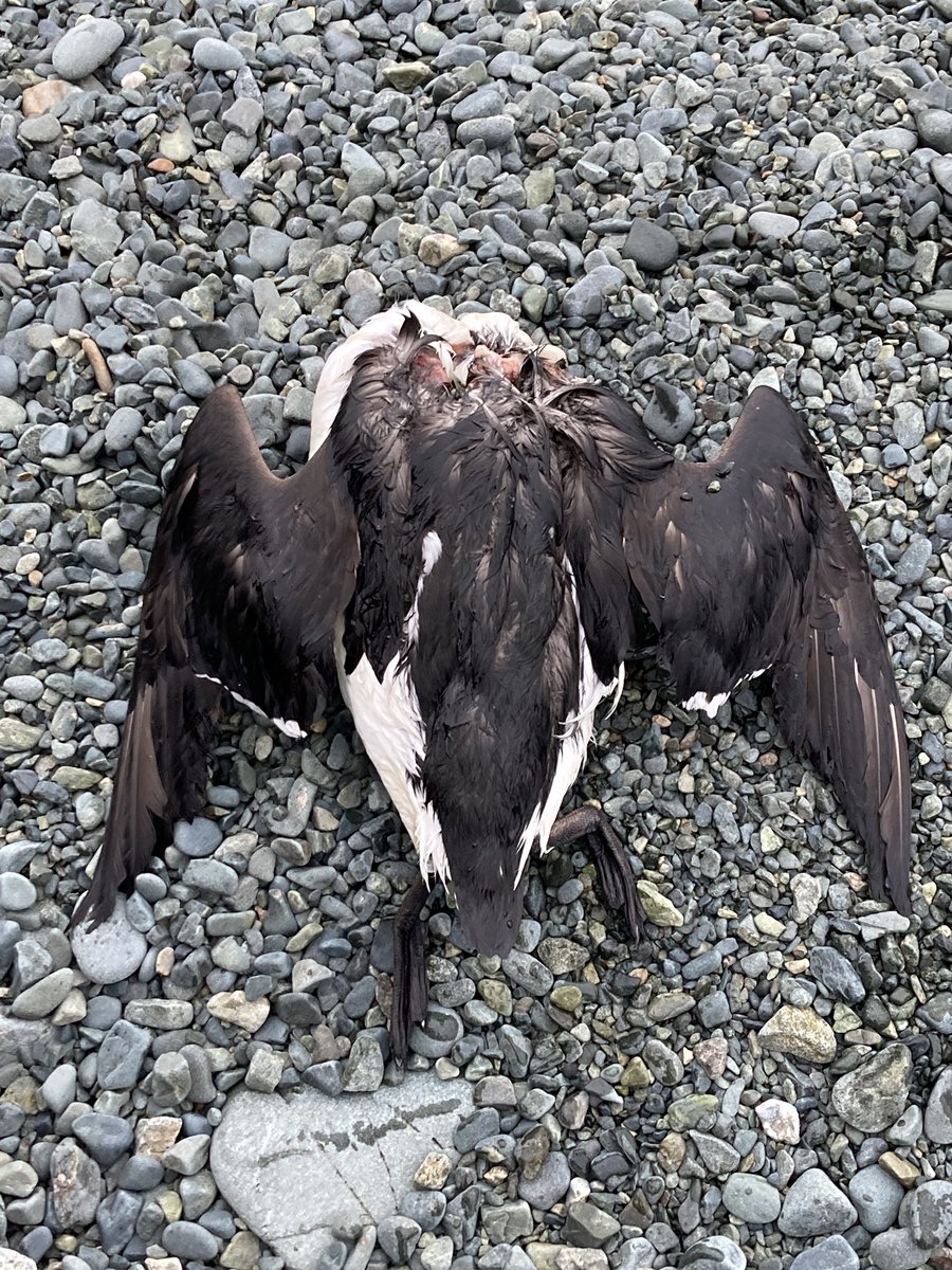 NLWildlife's tweet photo. Numbers of dead or dying murres/turrs on or just off from the beaches in #Beachside and #LittleBay this evening. Birds extremely skinny. #Springdale #Newfoundland #Labrador #nlwildlife @DFO_NL @BillMontevecchi #murres https://t.co/gGmfQZv3jf