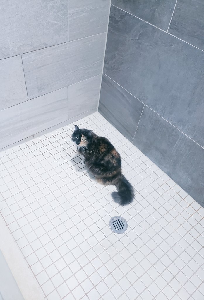 TheArtOfBeo's tweet photo. Anyone else get cats in their shower  Any advice?

❤ KatShirt
Home Of Tinker

#CatsOnTwitter #CatsOfTwitter #Cats #Shower #ShowerCat https://t.co/5ePp0r4AiS