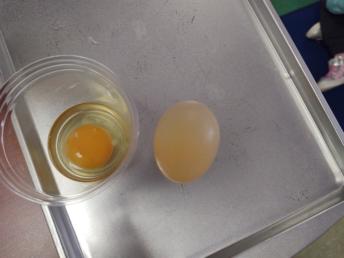 McDaniel4PreK's tweet photo. Rubber Egg experiment! #PreKrocks https://t.co/Gv626o1XKj