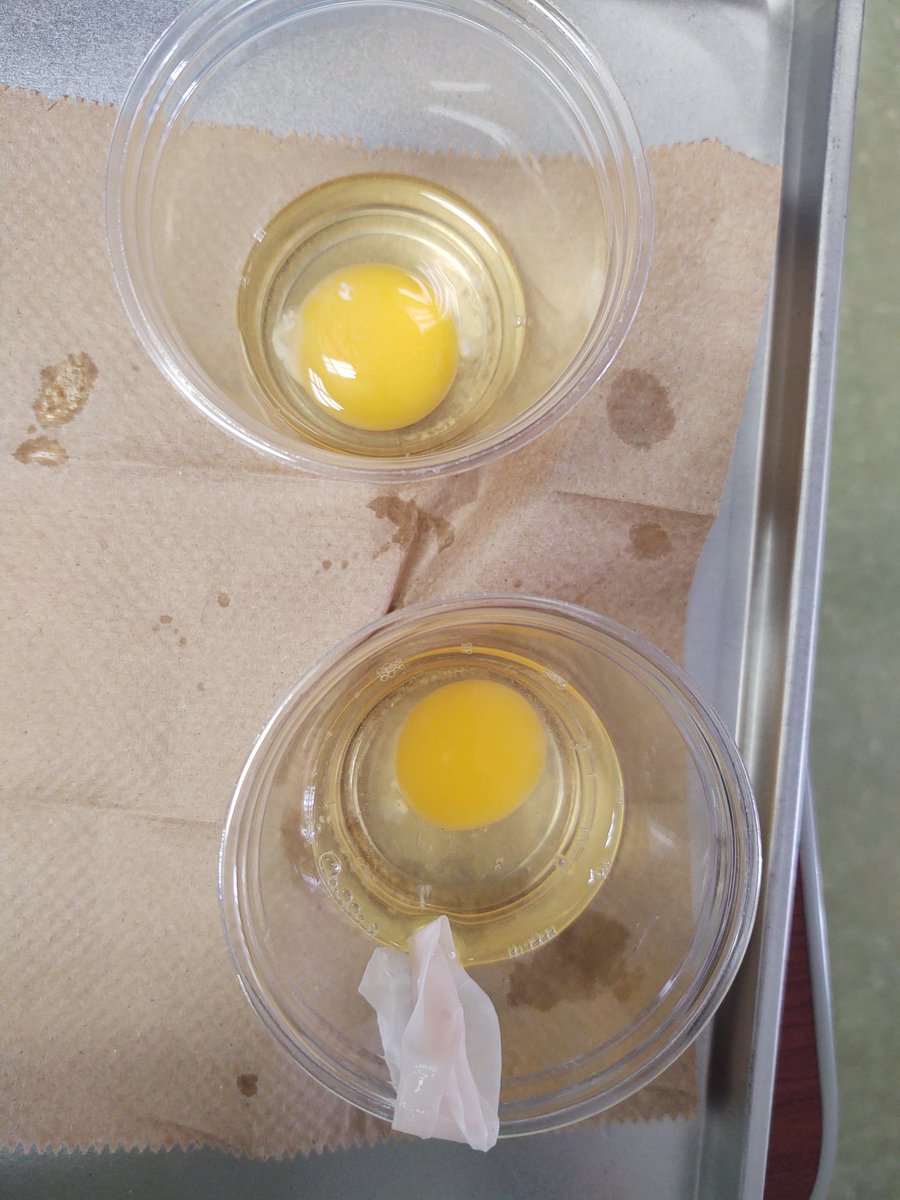 McDaniel4PreK's tweet photo. Rubber Egg experiment! #PreKrocks https://t.co/Gv626o1XKj