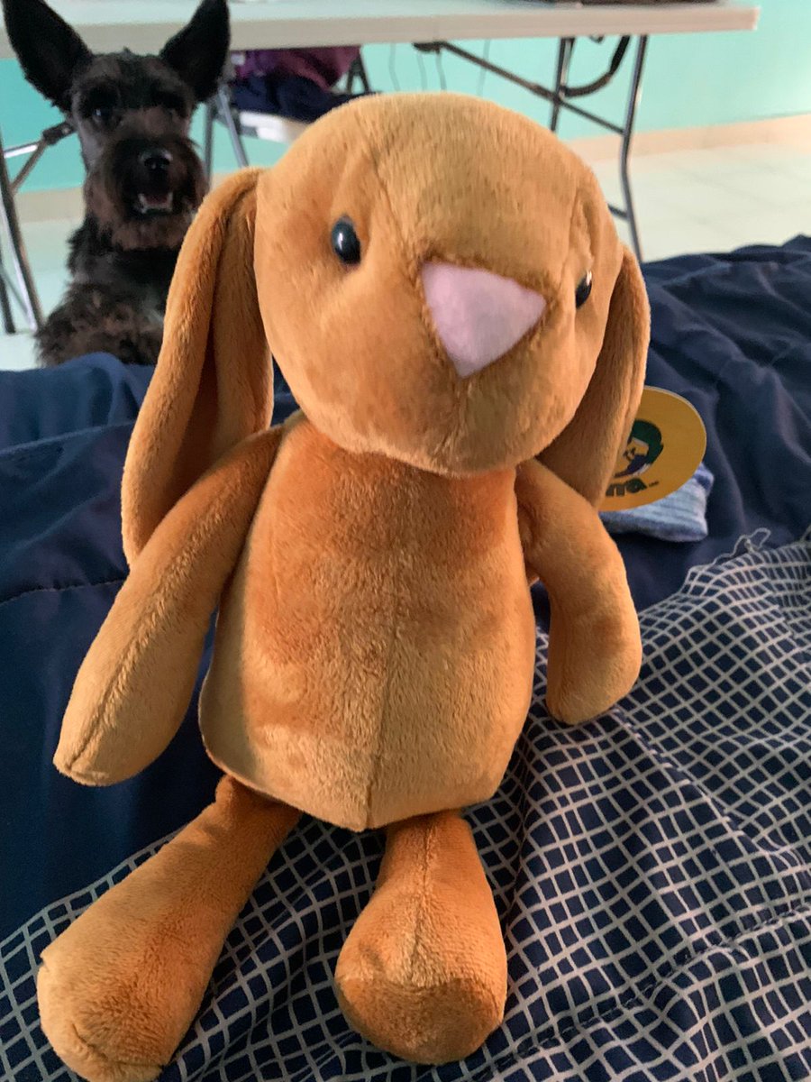 windflxwerr's tweet photo. Mi novio me mandó un peluchito y lloro mares, hasta mi perrito quiere ver que pedo. Den consejos para el nombre de mi nuevo conejito. 😭 https://t.co/DY50pVDzfl