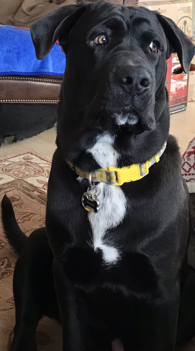 EyesFrogpond's tweet photo. He is still missing from Frogpond. Please if anyone sees him bring him home! https://t.co/O9E8ddN386