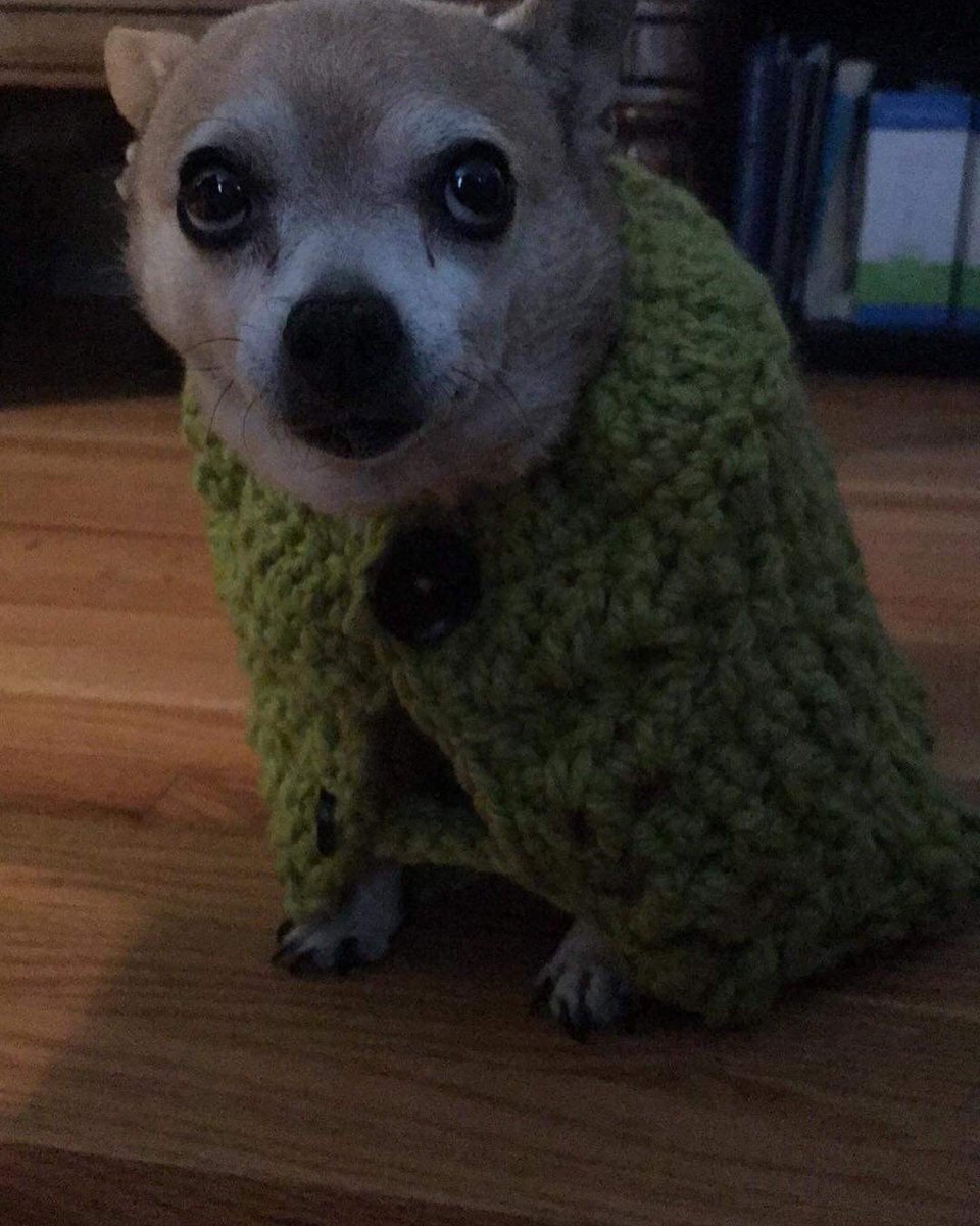 earagon88's tweet photo. I lost the love of my life today. She was the sweetest thing on this planet and life will not be the same without her. Forever thankful I was able to see her one last time. I love you so so much Jemma Bean ❤️ https://t.co/E9JuQYtacb