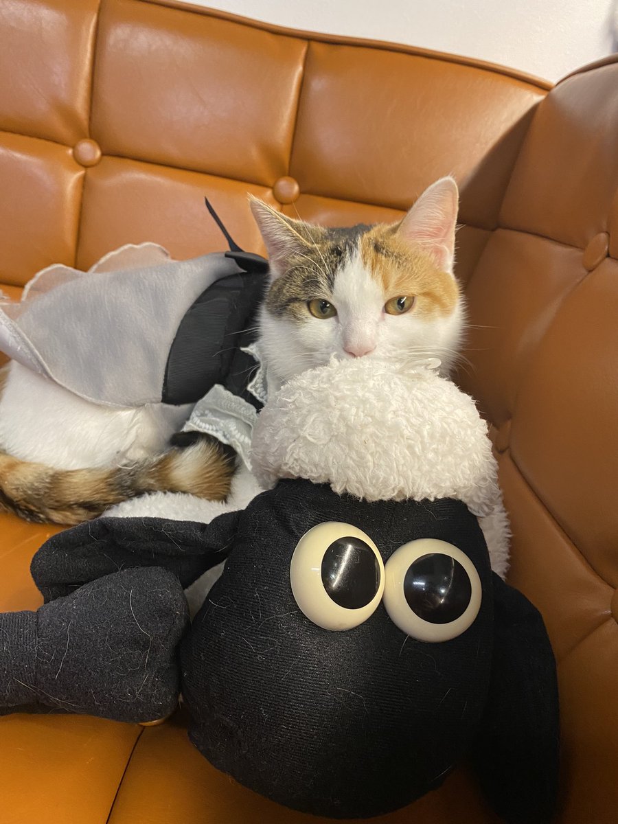 chokin1129's tweet photo. お気に入りの場所💕

#猫好きさんと繋がりたい https://t.co/U86mONgwQb