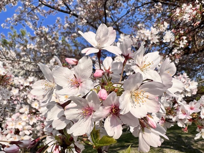 散歩コースの川べりの桜、まだ綺麗。もう少し楽しめそうです🌸 