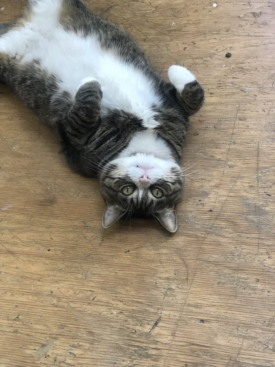 id_designnyc's tweet photo. @Nat_TRF 😻 https://t.co/6L3QmuUctE