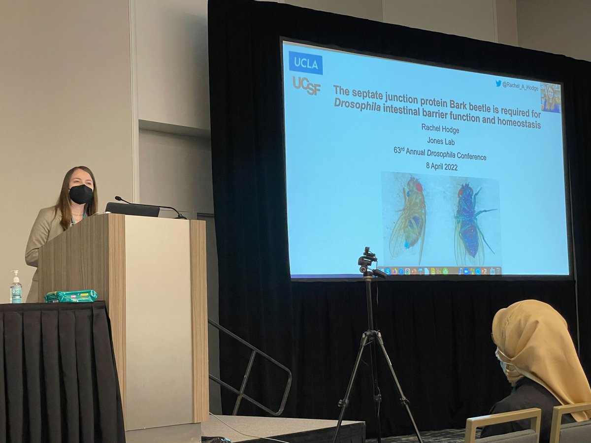 Rachel_A_Hodge's tweet photo. I had so much fun speaking today at the #Dros22 @GeneticsGSA cell biology session. Recorded talk is up until May 1st! PC: @demarco_rafa https://t.co/XLDy2aNpiA