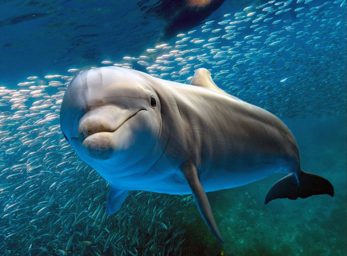 No friends, no offspring - the tough life of male dolphins

Life without friends is always tough. But it's particularly tricky when you are a male dolphin in Shark Bay in WA. Dolphin wing men are essential to help convince your desired female to mate with you.

Listen in!