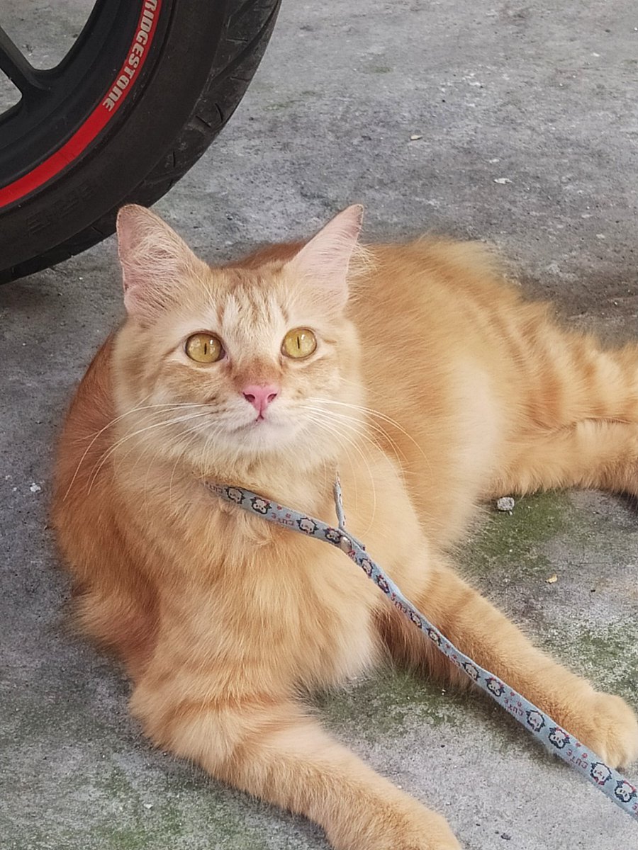 genniecty888's tweet photo. @kochengfess Klo kata emak saya ini medium. Soalnya emaknya dia anggora dan bapaknya lokal. 😺 https://t.co/aqkBvtq8XE