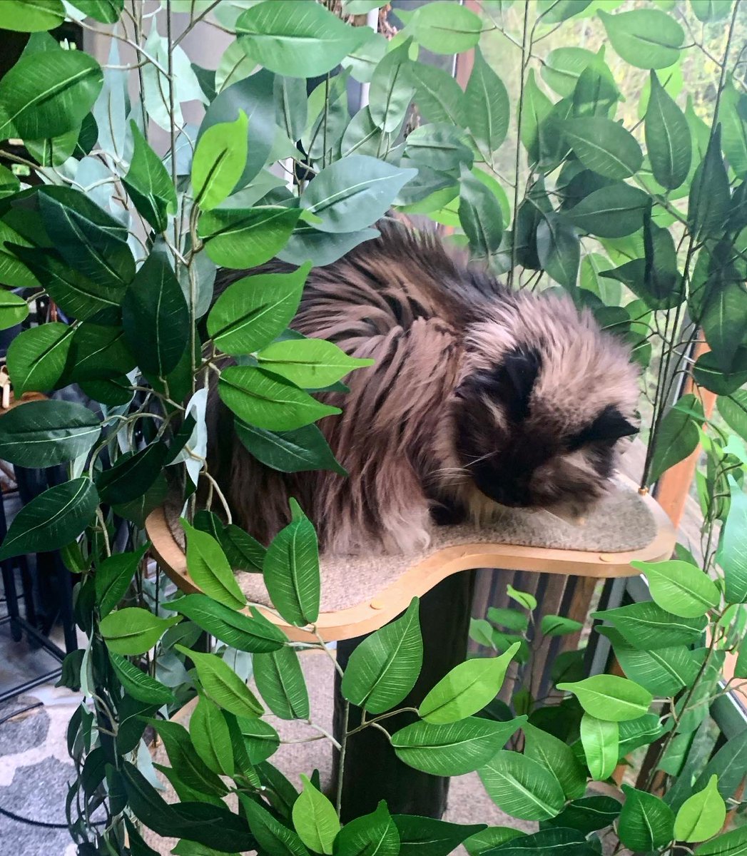 HippyDelight's tweet photo. Olivia the Himalayan 

@catsofinstagram https://t.co/gjHj70JbfU