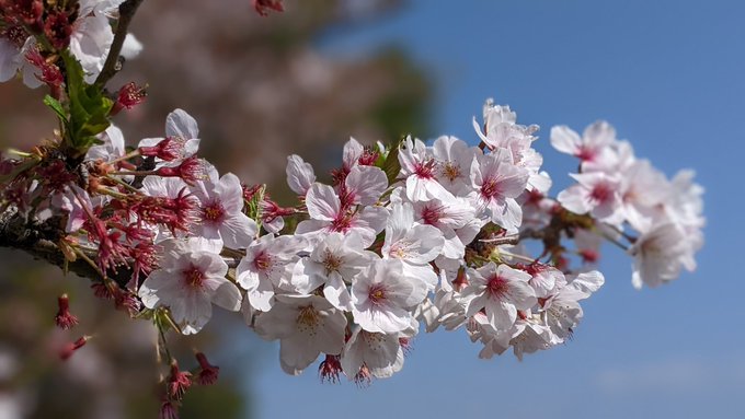 近所の桜まだ咲いてる(^^;) 