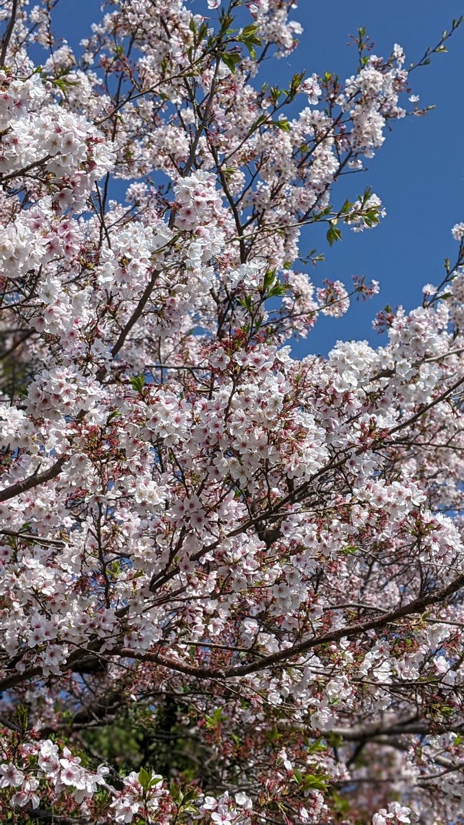 近所の桜まだ咲いてる(^^;) 