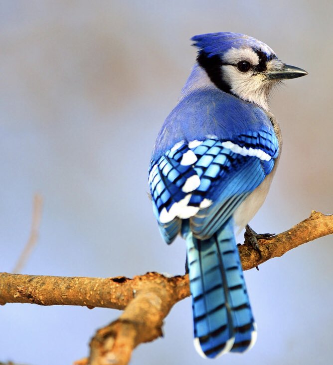 In Ojibwe our word for blue jay is gwiingwiish (pronounced gween-gweesh).
