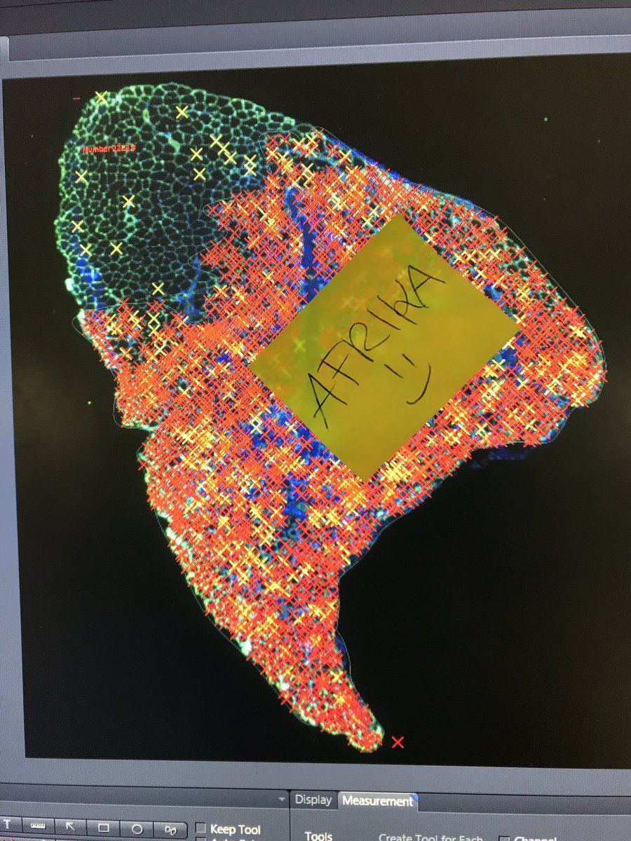 Svenja Schüler tweet media