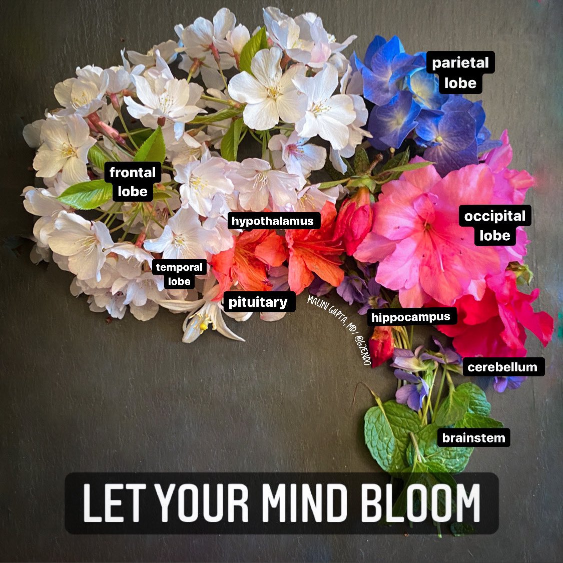 Malini Gupta, MD, FACE, ECNU tweet media