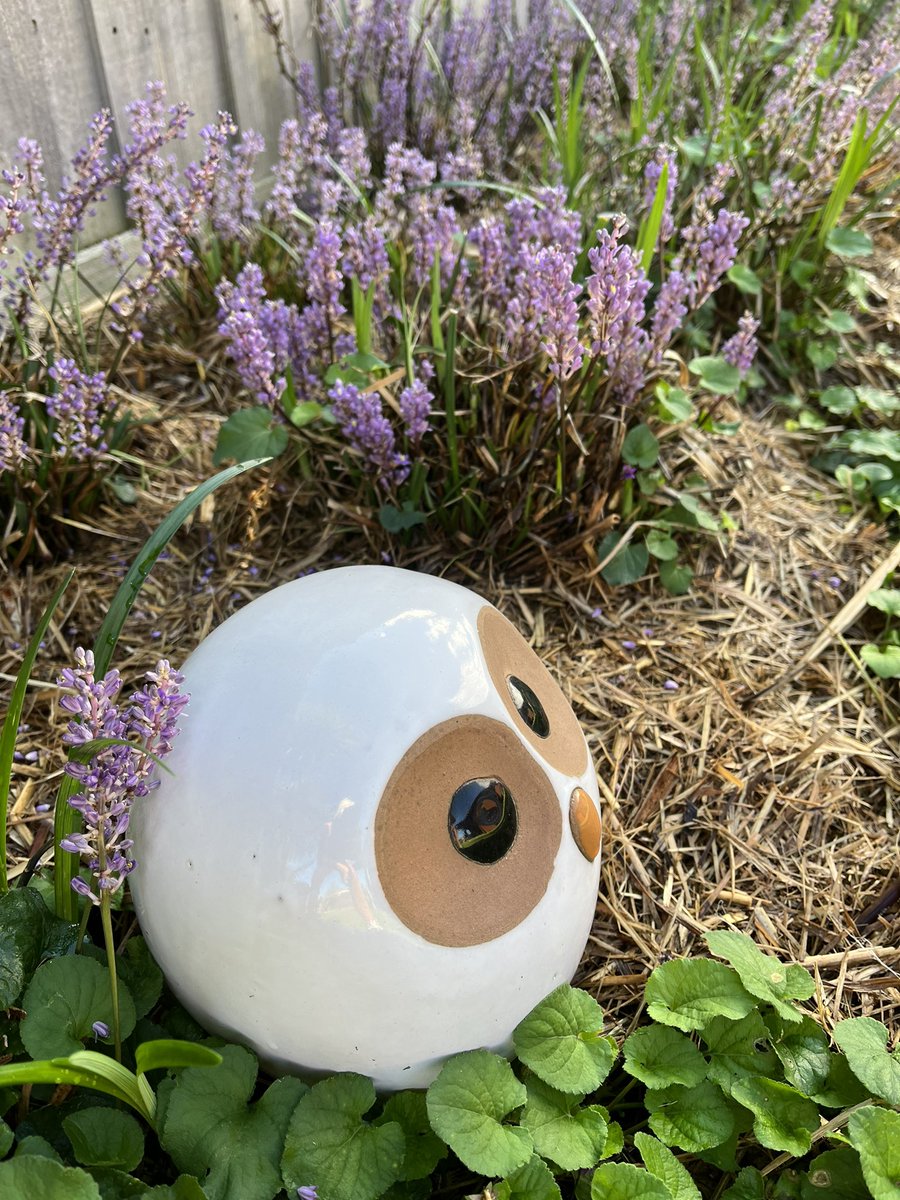 JudithClarke54's tweet photo. Gentle run with dotti dog around the streets. Not many about on a beautiful Saturday morning but did find this fellow. Hope everyone has a lovely weekend #keepsafe #enjoyyourrun https://t.co/WaRDKBvHYZ