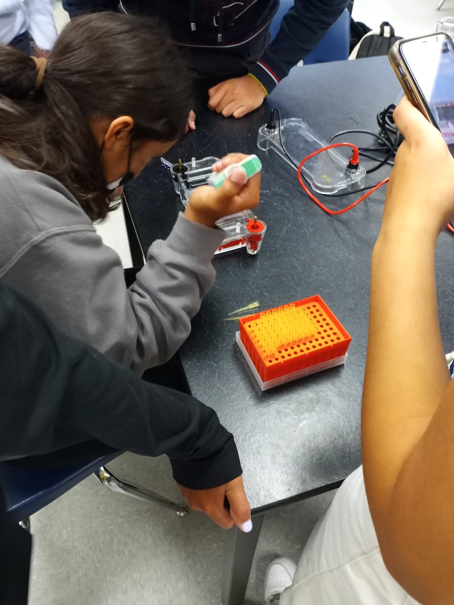 ErhsPltw's tweet photo. PLTW Biomedical 9th graders genetically testing patients for familial hypercholesterolemia gene via gel electrophoresis! @ElRanchoHS https://t.co/5hYNHfCryv