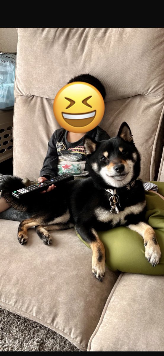 mameshibatora39's tweet photo. テレビ観てるからご飯出来たら呼んで😁

#柴犬
#豆柴
#まめしば
#Shiba
#豆柴好きと繋がりたい https://t.co/nSc1AuLlIi