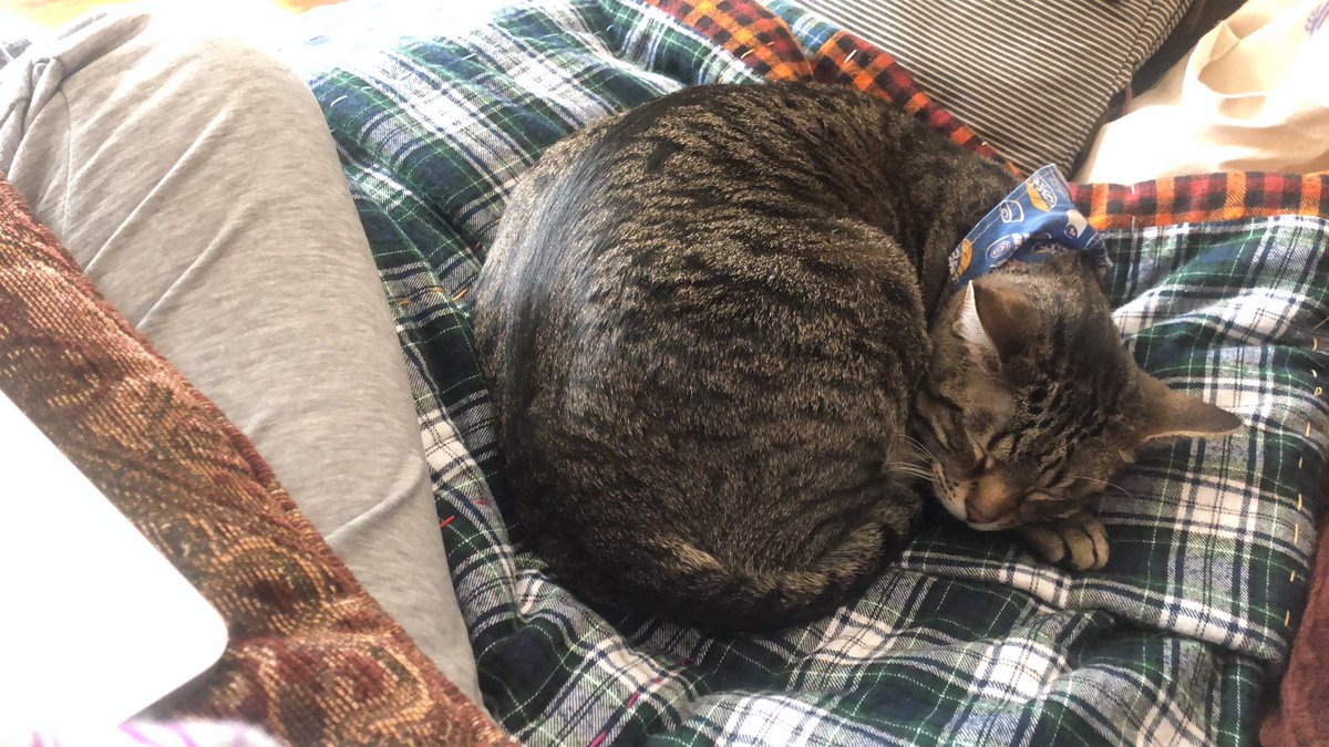 GreyRen13's tweet photo. Biscuit ♥️ https://t.co/ZEPuAnoRKY