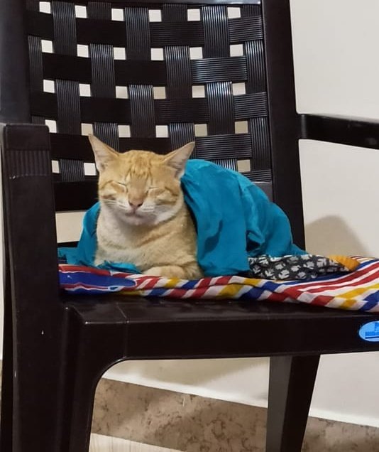 BanodeD's tweet photo. Mom :-  koi billi iss ghar mai nhi ayegi 
Mom with cat after 1 week* 
🥲 mereko bhi ayse sukh hona bisi 
#cat #CatsOfTwitter https://t.co/Z9aItf45Us