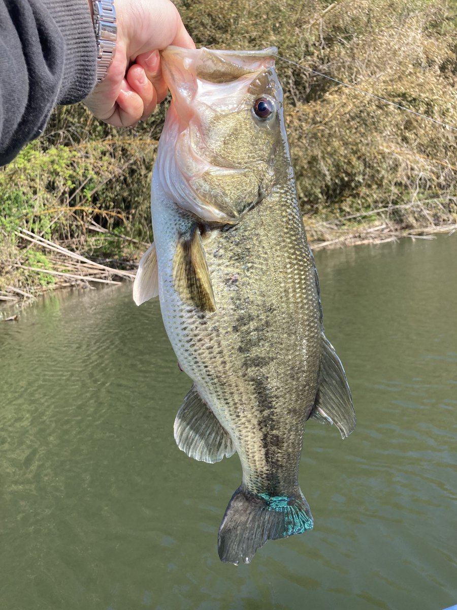 ponyosuke0524's tweet photo. 初単独レンタルボート釣行は高滝湖。
朝イチで春らしいバスが釣れました！ https://t.co/yhuxA4pqzW