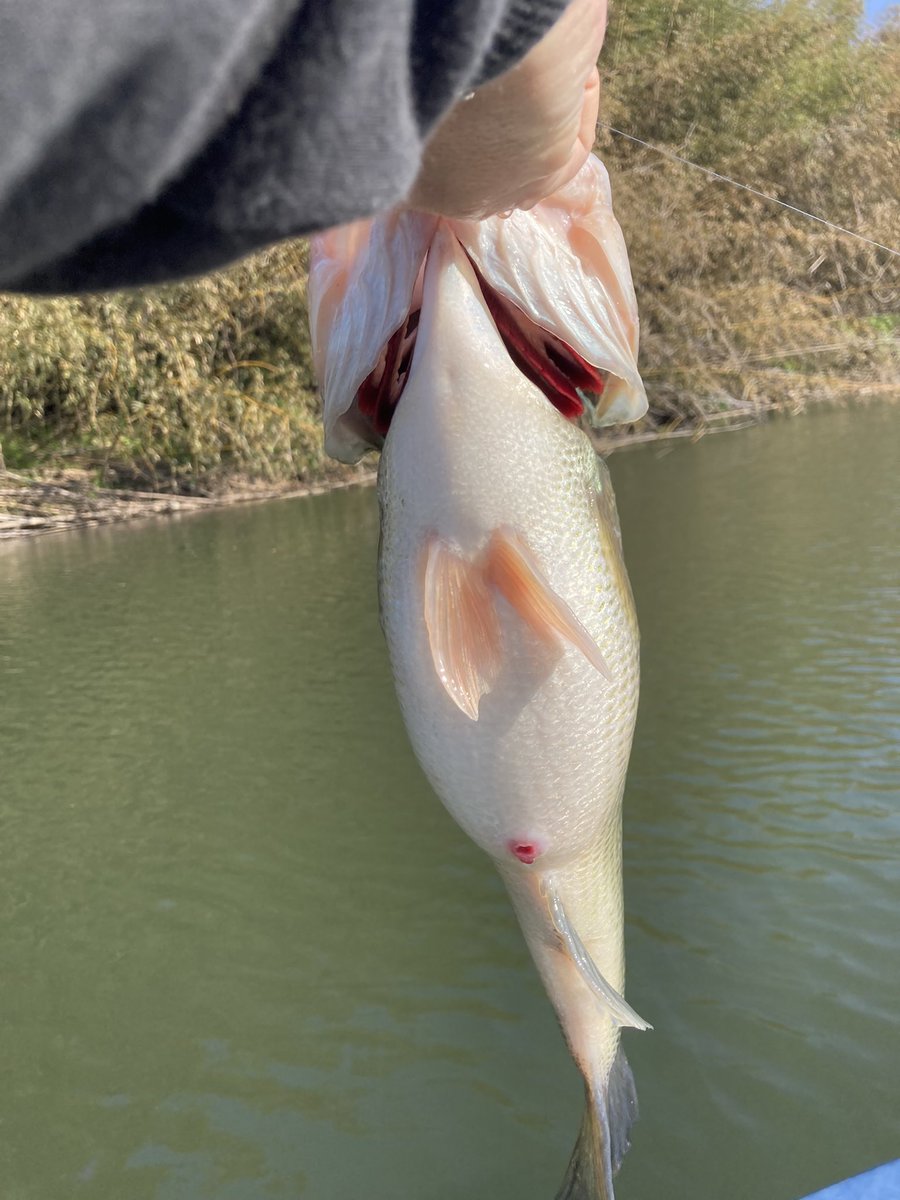 ponyosuke0524's tweet photo. 初単独レンタルボート釣行は高滝湖。
朝イチで春らしいバスが釣れました！ https://t.co/yhuxA4pqzW