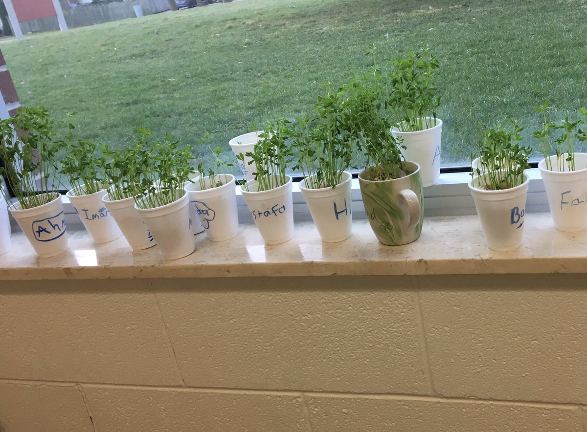 #ESL #math Ss @WestminsterSS <a href="/TVDSB/">Thames Valley DSB</a> have been taking good care of their plants, while excitedly taking measurements and recording data. 🍃