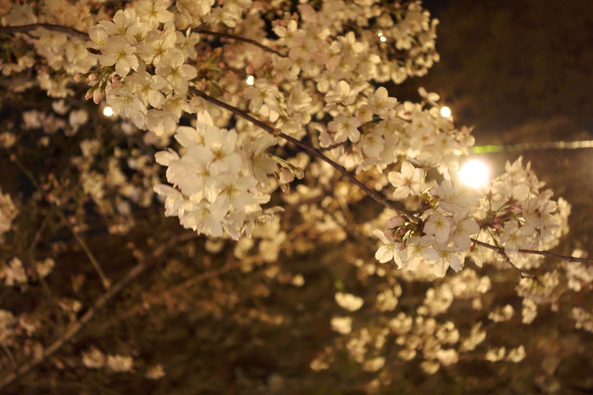 1N0kL's tweet photo. おはようございます

髪の毛は 生えてるとき
綺麗やけど 落ちてるとき
めちゃ汚い

あ、桜の季節ですね
かなり前に撮りましたが
愛知県にある 岡崎です https://t.co/IVcAE0sU3a
