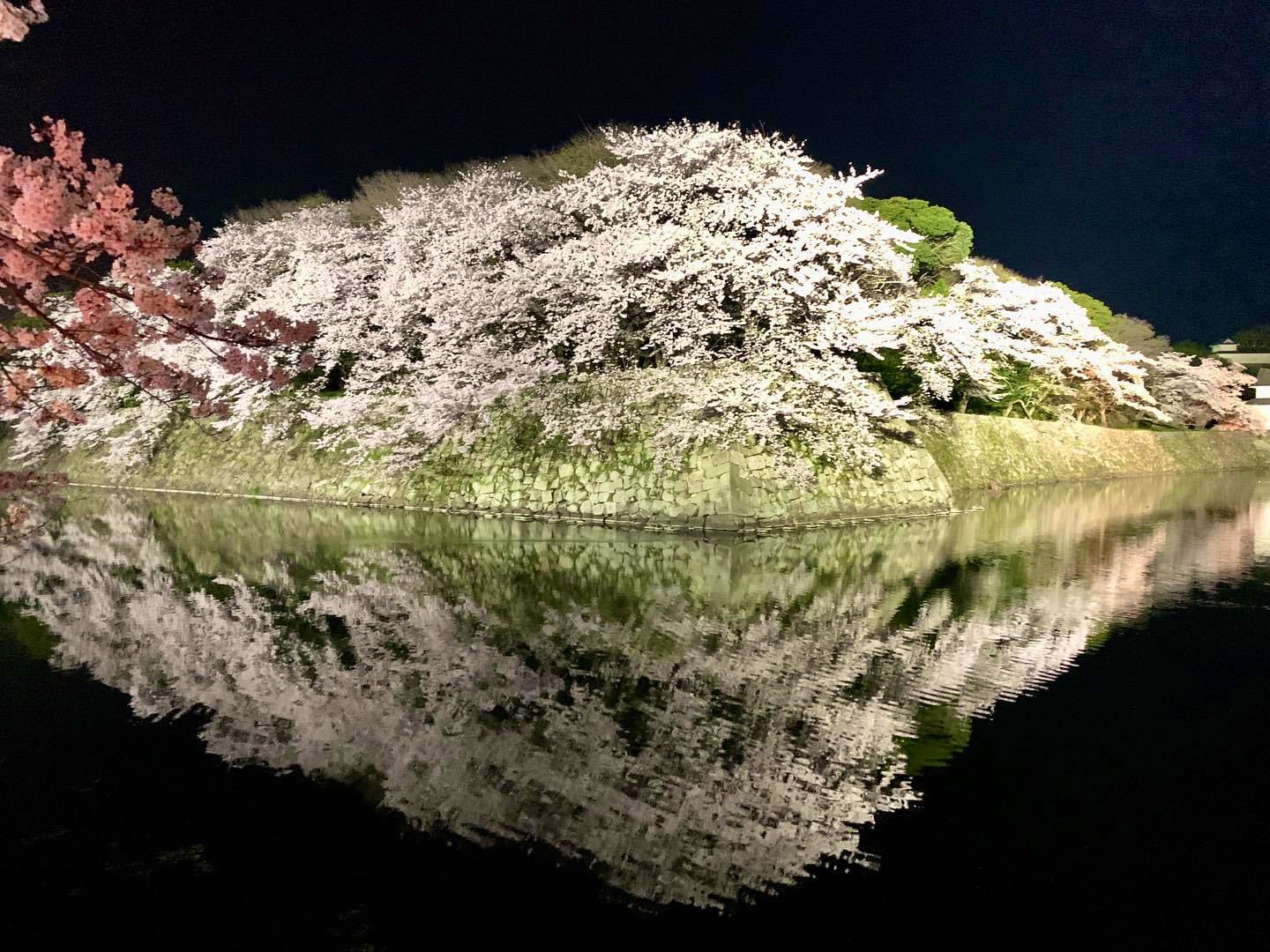 彦根城 桜まつり Twitter Search Twitter