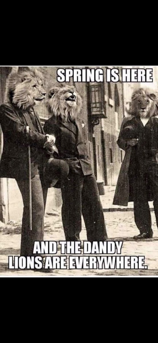 CoachReesor's tweet photo. @WoodyEs88 $lghl 👍🏽🦁 https://t.co/cPNt14lvqI