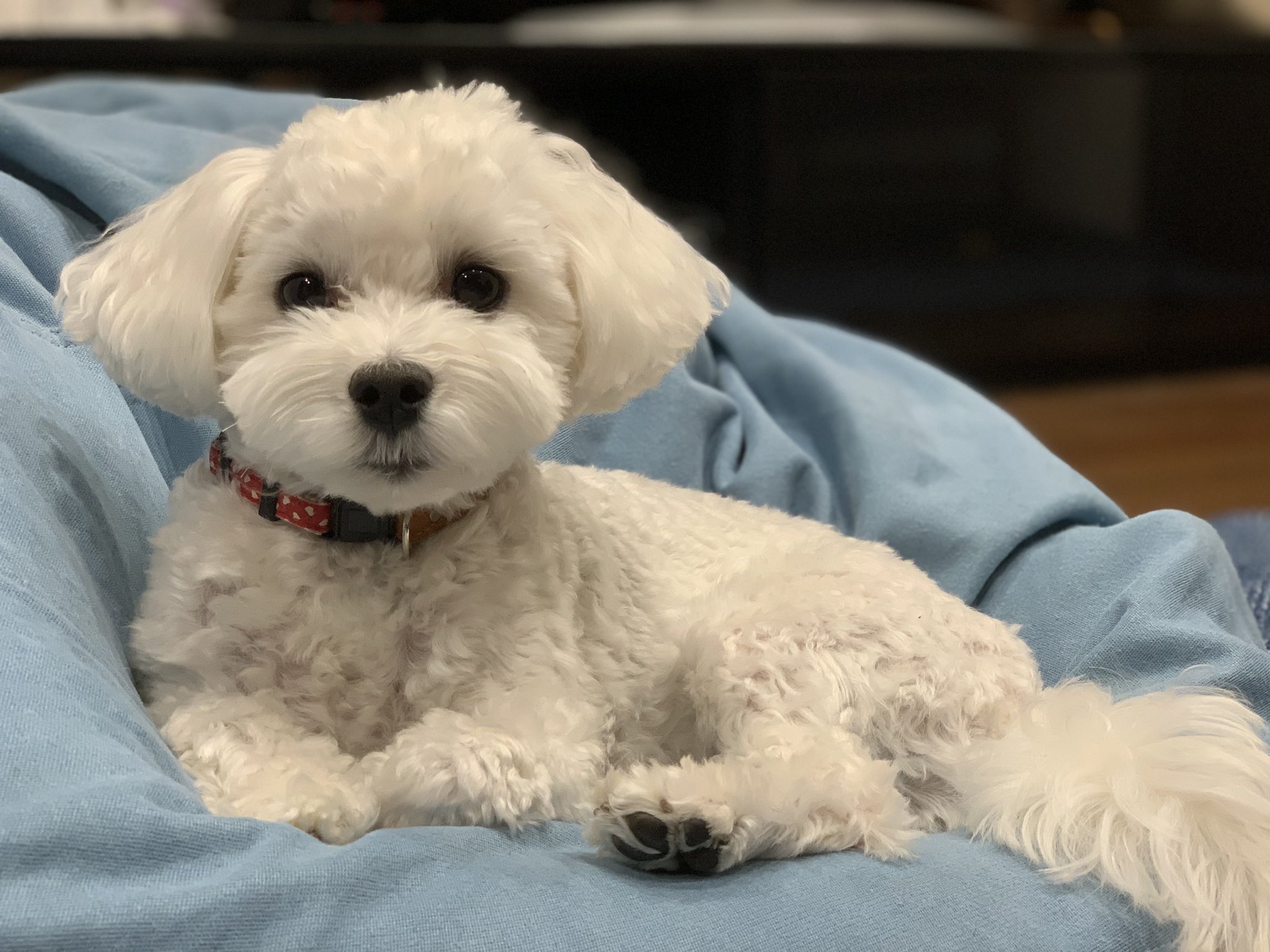 マルプー ラテミル おはよう マルプー 子犬 マルチーズ トイプードル ミックス犬 Mix犬 T Co Mjldp57og3 Twitter