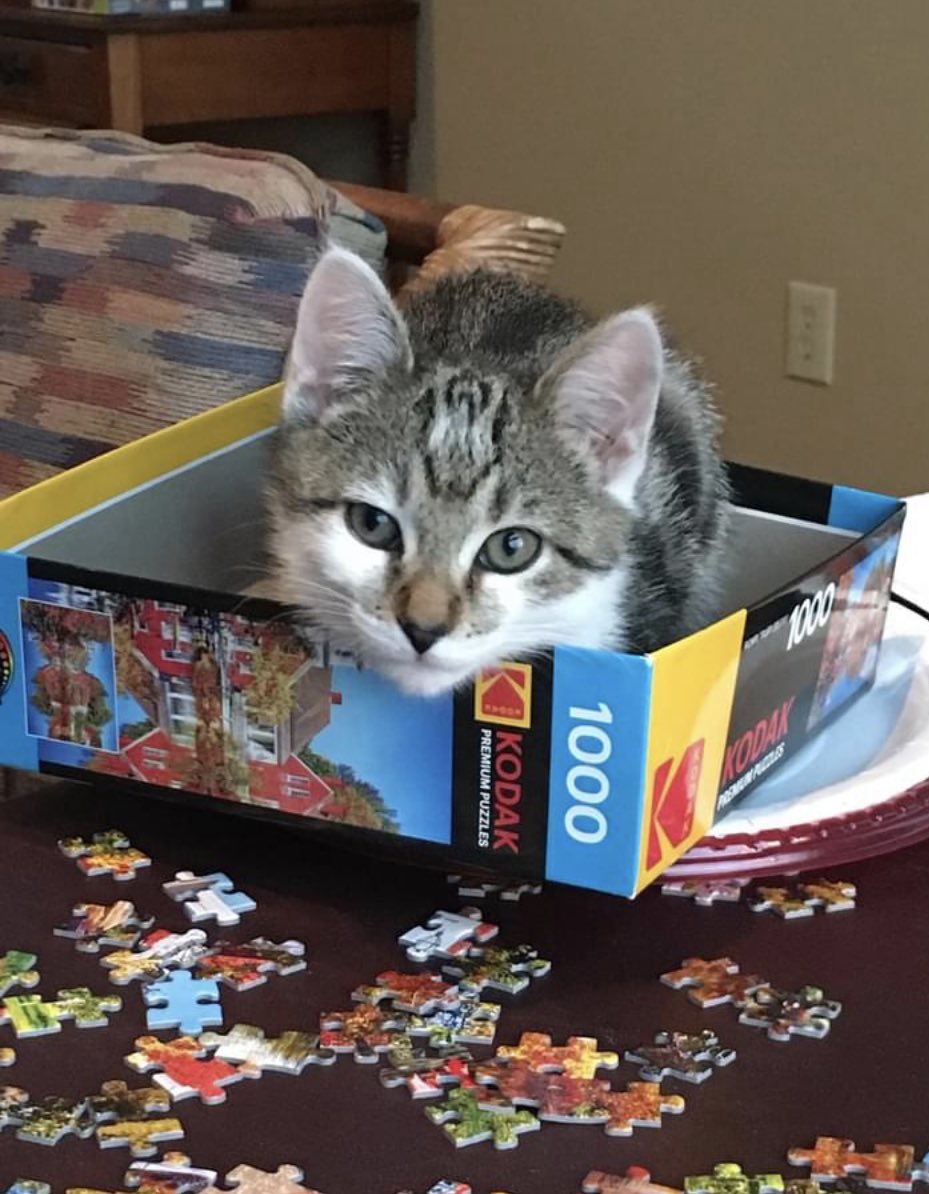 JaneCShields's tweet photo. Our 6 month old kitten went missing yesterday in Morse Landing. His name is Mochi. He will come to treats.  Please let me know if you see him. https://t.co/WzVEtIRRxR