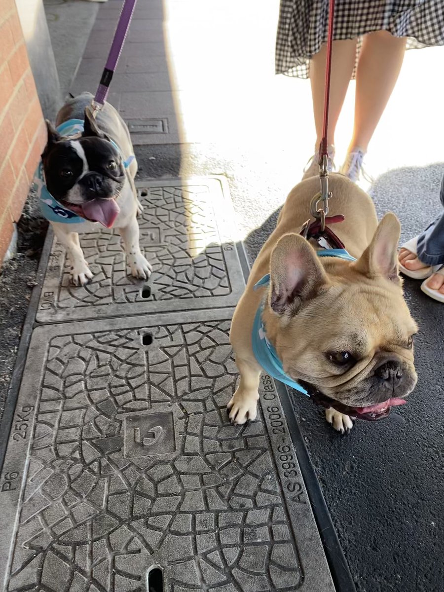 Two puppers showing support for <a href="/Mon4Kooyong/">Dr Monique Ryan MP</a> on Glenferrie Rd today with *NEW* dog bandanas🐾🐾🥰
Buy yours here tinyurl.com/3u4hk44p