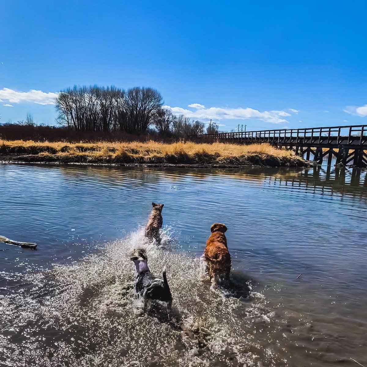 Enjoy a pic of three happy dogs