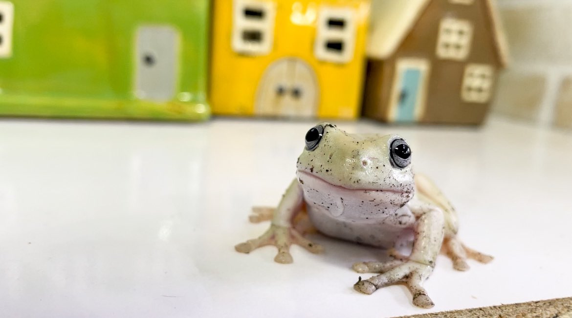 ぴよ カエルと暮らす Piyo Kaeru Twitter