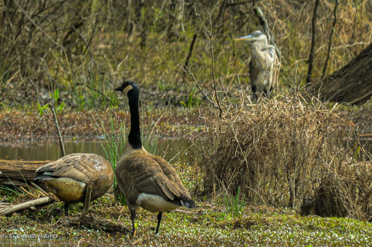 anniadventures's tweet photo. #greatblueheron #juvenilebird #juvenilebirds #gbh #herons #heron #birdbrilliance #birdingphotography #birding #birdingdaily #birdphoto #birdphotography  #reiher  #morninghike #ardeaherodias #ardea #herodias #juvenileplumage #featherdfriends #georgiabirds #georgiabirding #avian https://t.co/pS8LTlSvyZ