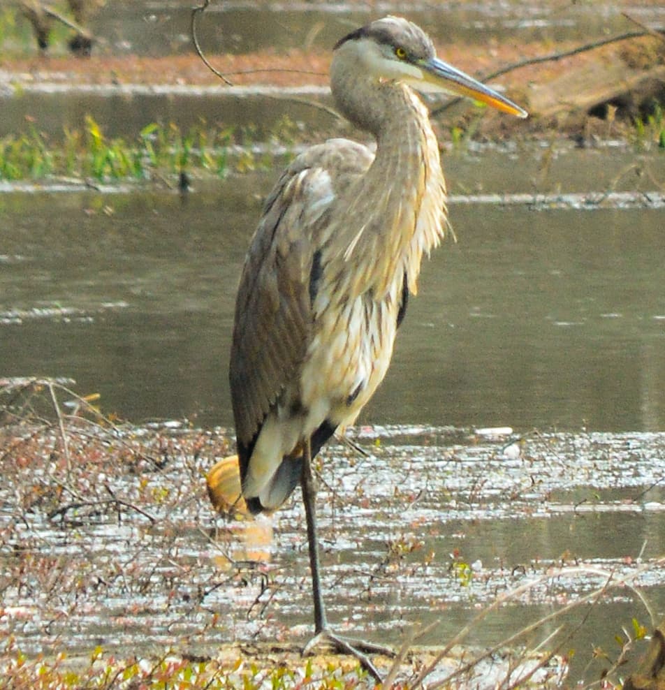 anniadventures's tweet photo. #greatblueheron #juvenilebird #juvenilebirds #gbh #herons #heron #birdbrilliance #birdingphotography #birding #birdingdaily #birdphoto #birdphotography  #reiher  #morninghike #ardeaherodias #ardea #herodias #juvenileplumage #featherdfriends #georgiabirds #georgiabirding #avian https://t.co/pS8LTlSvyZ