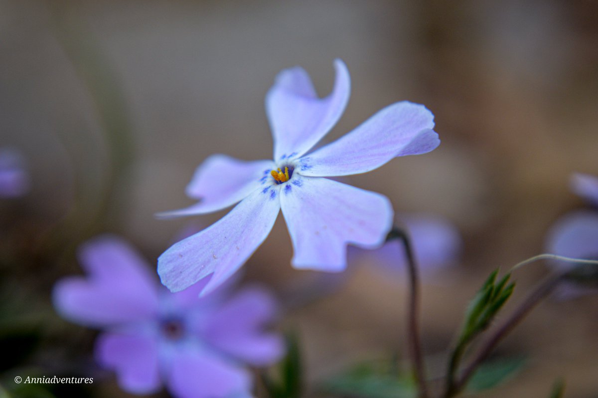 anniadventures's tweet photo. #macro #macromonday #macrooftheday #macromood #macrophotography #macroflora #mountainflowers #creepingphlox #creepingphloxblooming #mossphlox #phlox #phloxflowers #phloxsubulata #blume #blumen #flowerphotography #flora #macroflora #mountainflora #floweroftheday #georgiaflowers https://t.co/pRshHXunCC