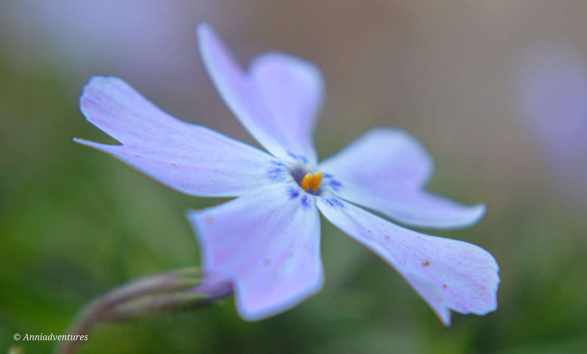 anniadventures's tweet photo. #macro #macromonday #macrooftheday #macromood #macrophotography #macroflora #mountainflowers #creepingphlox #creepingphloxblooming #mossphlox #phlox #phloxflowers #phloxsubulata #blume #blumen #flowerphotography #flora #macroflora #mountainflora #floweroftheday #georgiaflowers https://t.co/pRshHXunCC