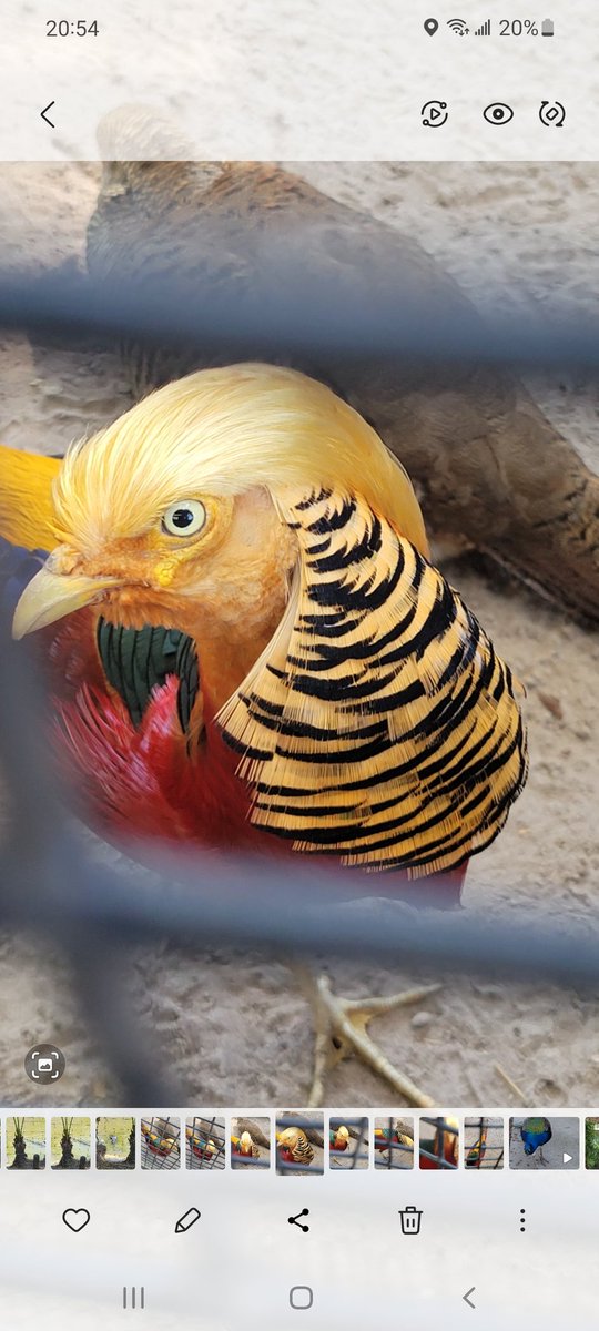 NYKnowledgeSoc's tweet image. #TrumpBird
#GoldenPheasant