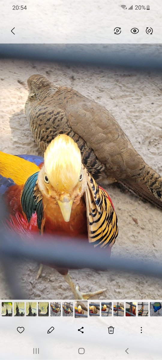 NYKnowledgeSoc's tweet image. #TrumpBird
#GoldenPheasant