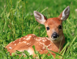 amiekuttruff's tweet photo. Our sweet pup Saskia has an almost fawn-like quality with her tiny white spots on her butt and legs, floopy ears, and golden eyelashes. She's like a magical forest sprite. Smitten forever. https://t.co/wYeLRL61sD