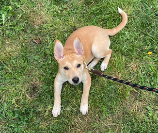 Our sweet pup Saskia has an almost fawn-like quality with her tiny white spots on her butt and legs, floopy ears, and golden eyelashes. She's like a magical forest sprite. Smitten forever.